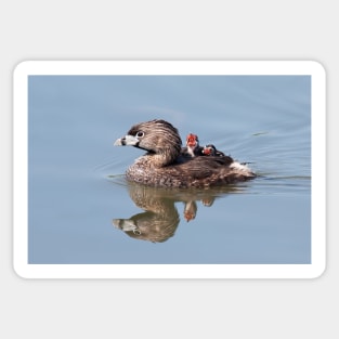 "Mom!...Timmy won't move over!" Pied-billed grebes Sticker